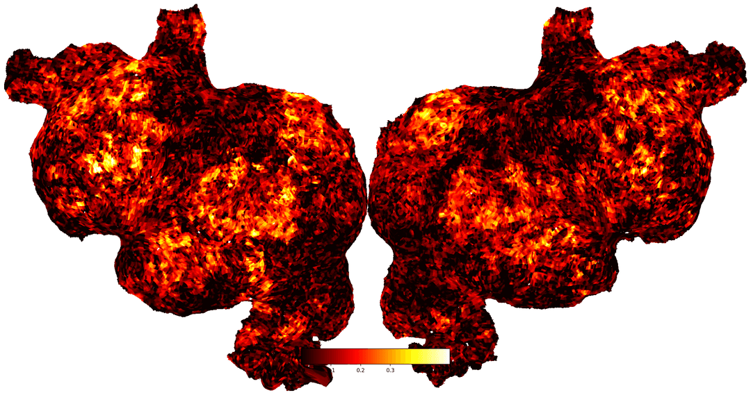 Fmri output image